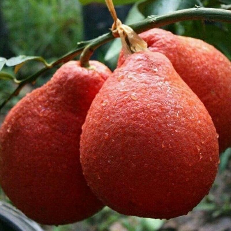 Pomelo Orange Plant (Red Colour) - Naturemart.online