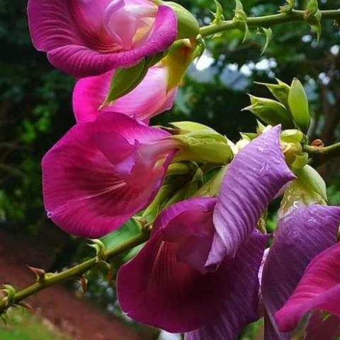 Rare Red Butterfly Pea(Red Aparajita)Flower Plant