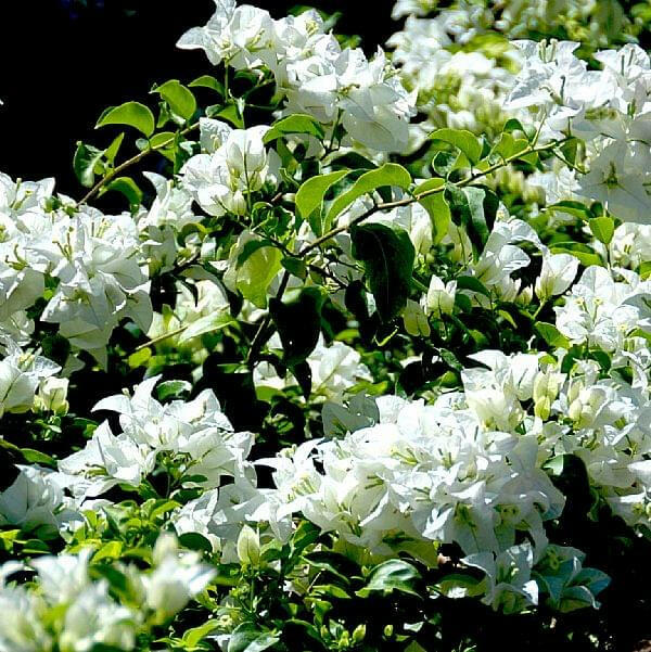 Hybrid Bougainvillea (White) -Flower Plant - Naturemart.online