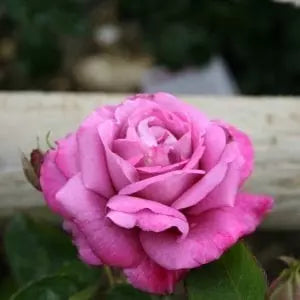 Hybrid Rose Grafted Plant (Yellow) - Naturemart.online