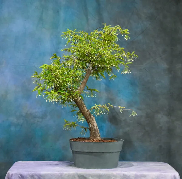 Water Jasmine Bonsai