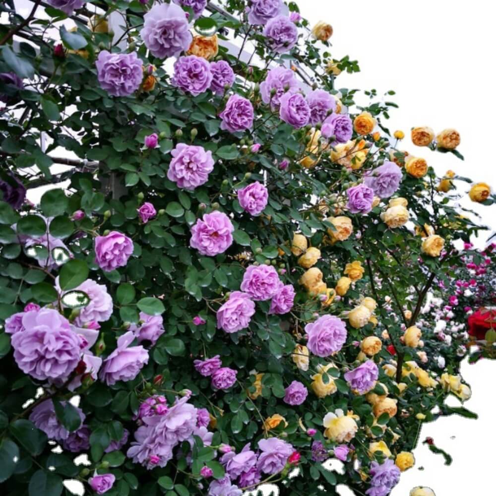 Jasmina | Climbing Rose  Flower Plant - Naturemart.online