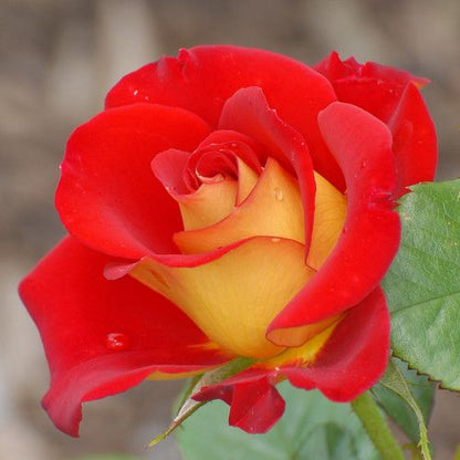 Hybrid Grafted Rose Flowering plant - Naturemart.online