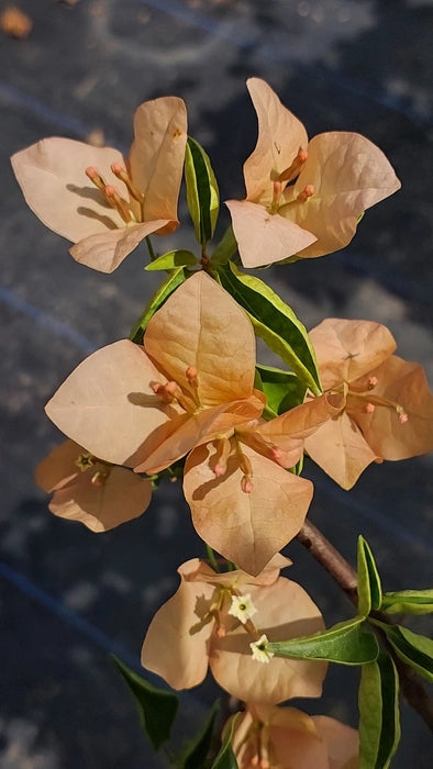 Monalisa Peach Bougainvillea flower plant