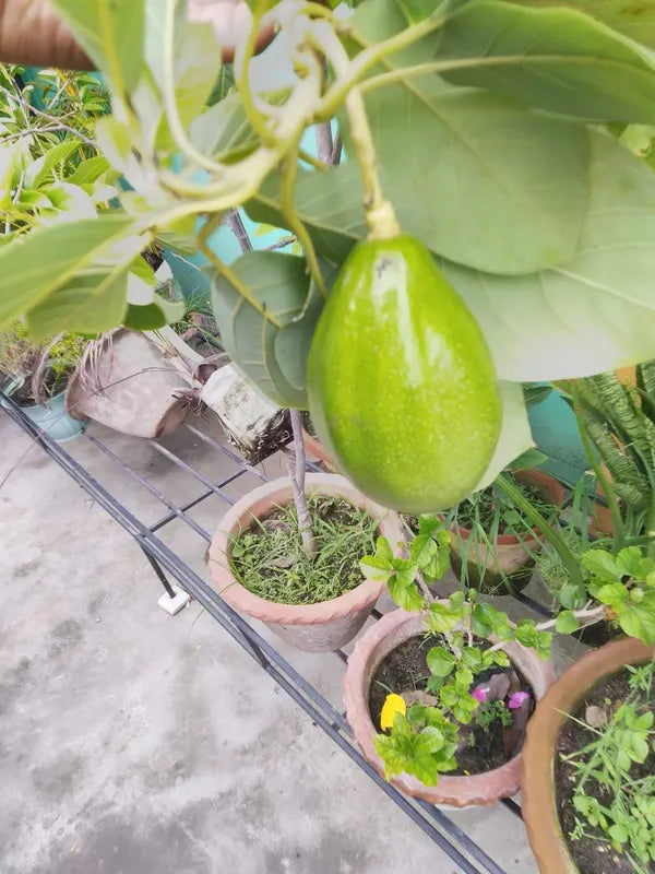 Exotic Grafted Avocado Fruit Plant - Naturemart.online