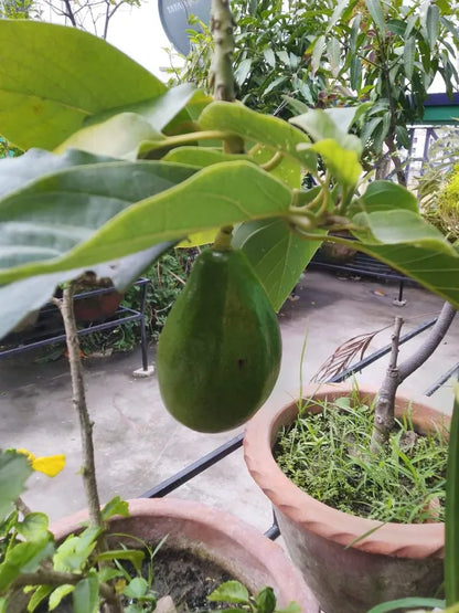 Exotic Grafted Avocado Fruit Plant - Naturemart.online