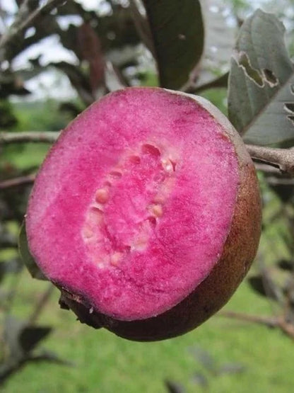 Out Side Red Guava Fruit Plant