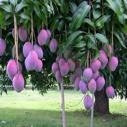 Irwin Purple Mango Fruit  Plant - Naturemart.online