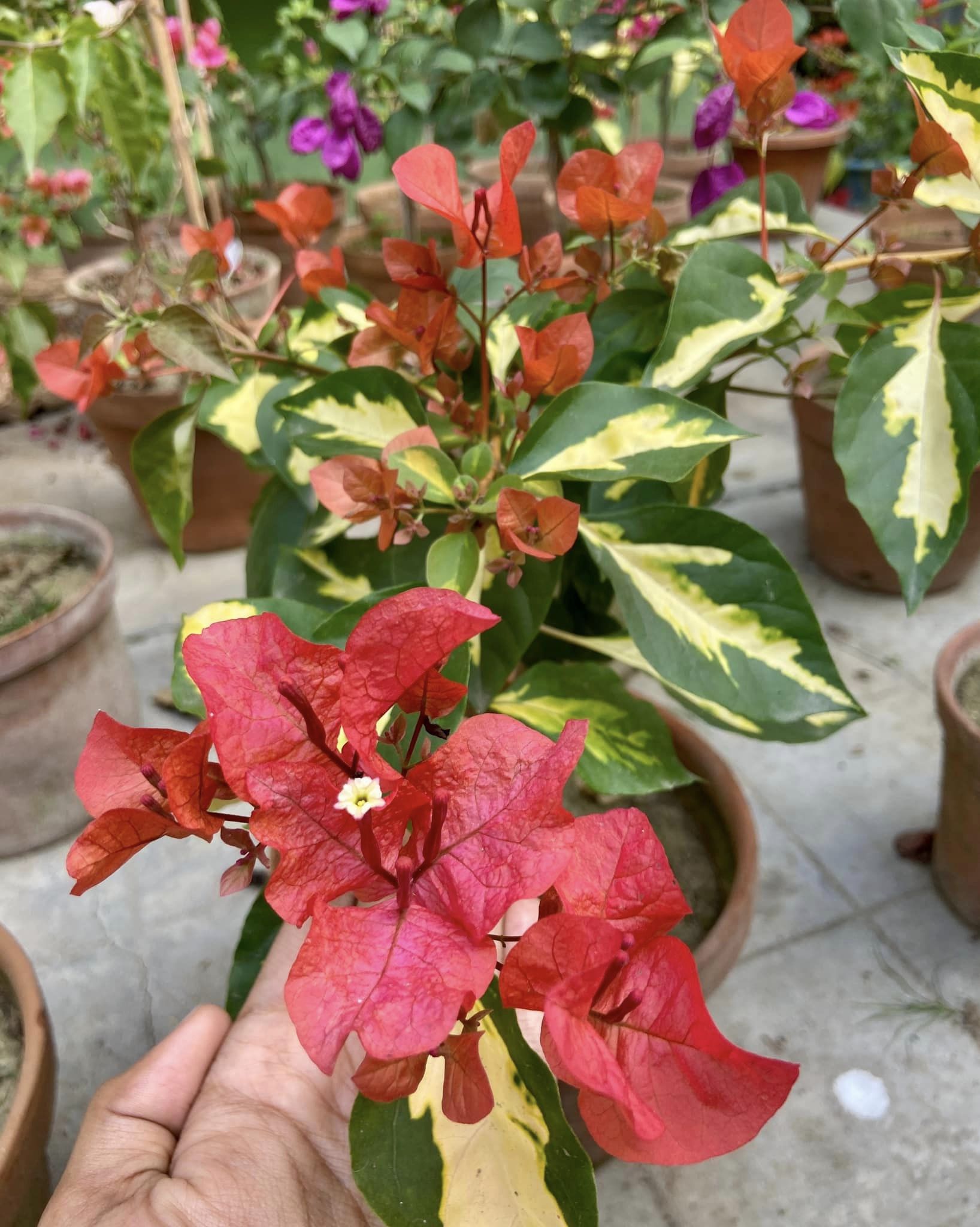 Thimma Red Bougainvillea Top Rare (grafted)