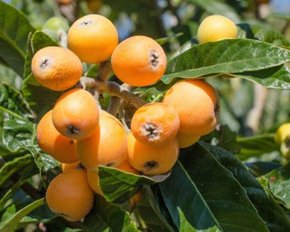 Hybrid Loquat Fruit Plant Grafted - Naturemart.online