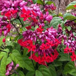 Bleeding Heart Vine Flower plant (Red) - Naturemart.online