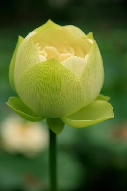 Green Apple Lotus - Tuber