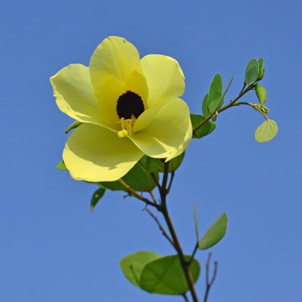 Bauhinia acuminata (Kanchan) Flower Plant- Yellow(Pack of 1)