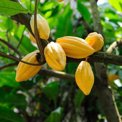 Cocoa Fruit Plant For Gardening - Naturemart.online