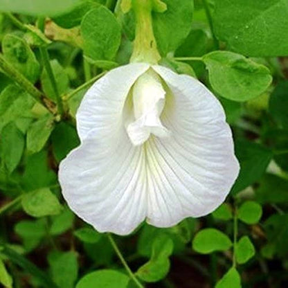 Aparajita  Flowering Plant (white Colour) - Naturemart.online