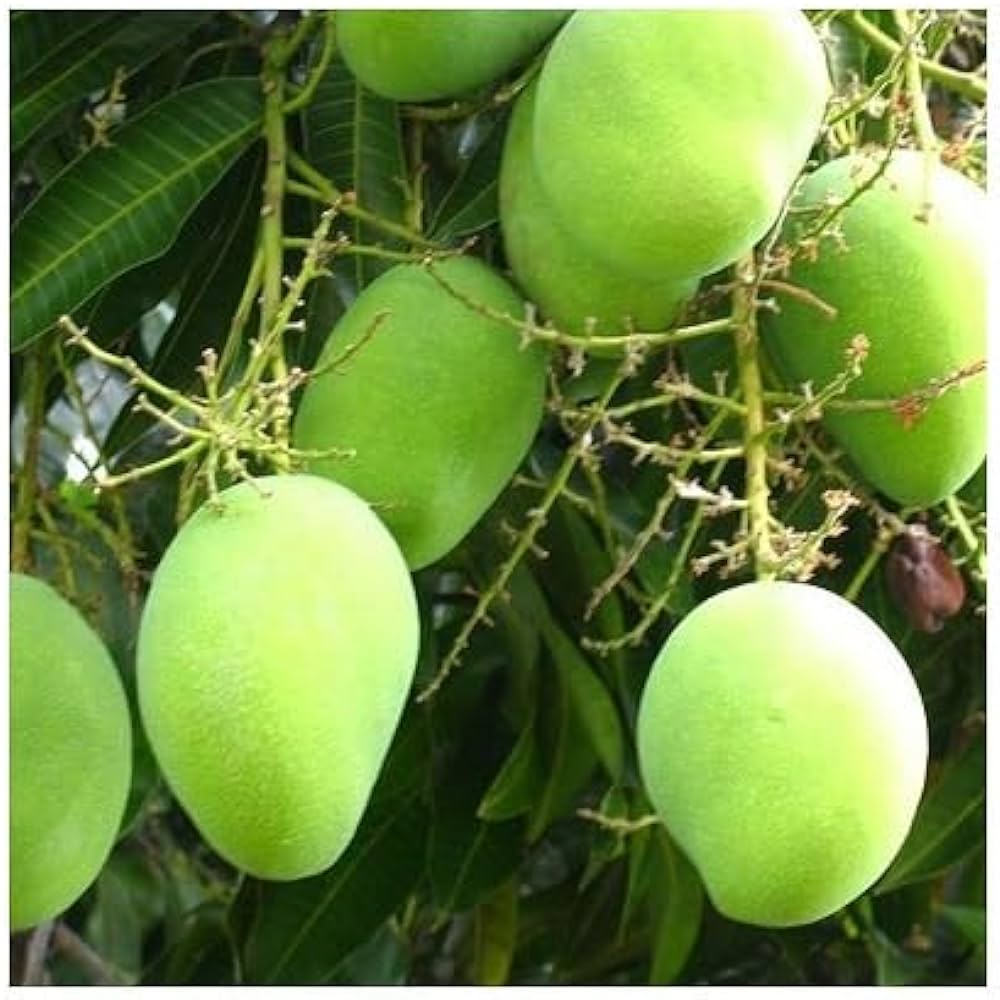 Hybrid Langra Mango Fruit Plant - Naturemart.online