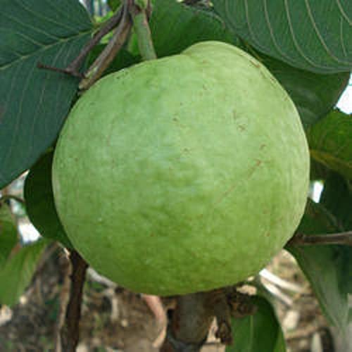 Allahabad Safeeda Guava Fruit  Plant - Naturemart.online