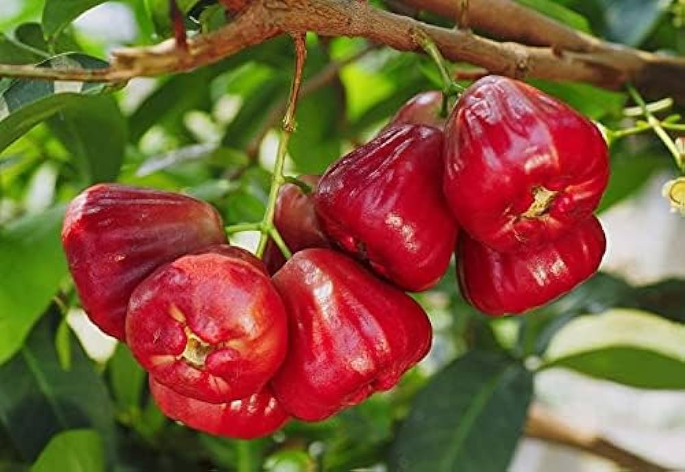 Water Apple(Red)Fruit Plant - Naturemart.online