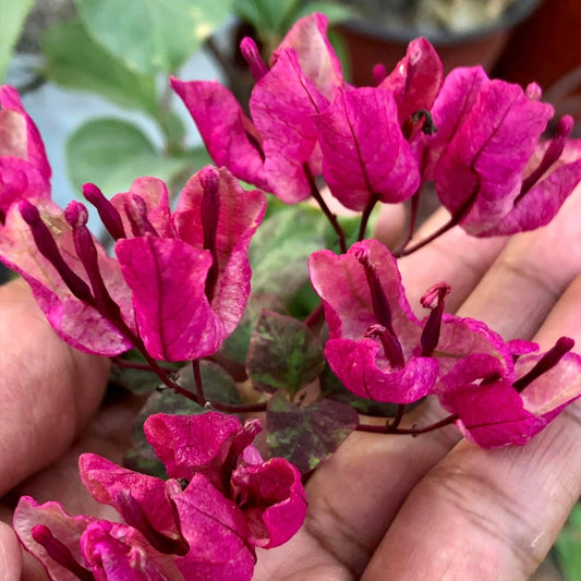 Black Maria Bougainvillea plant