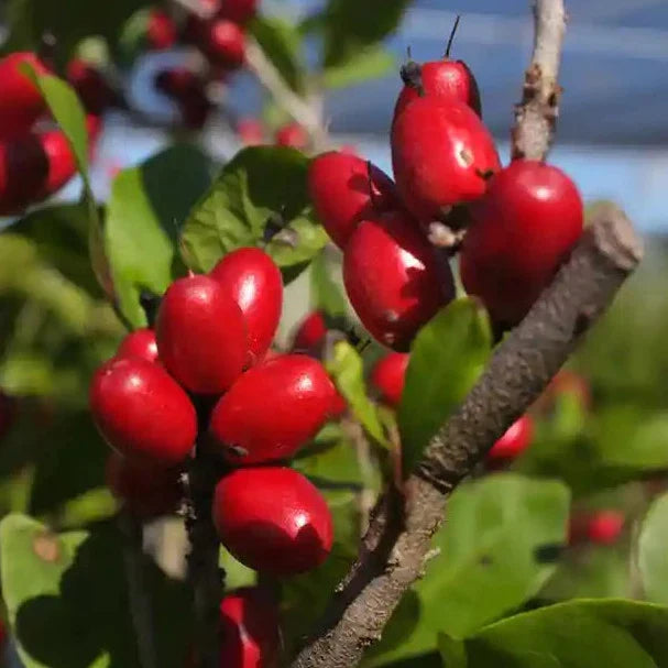 Miracle Fruit plants