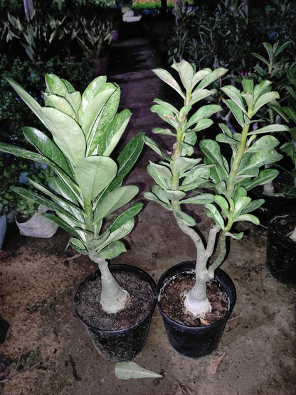 Grafted Rosy Verity Adenium Plant( White Colour )