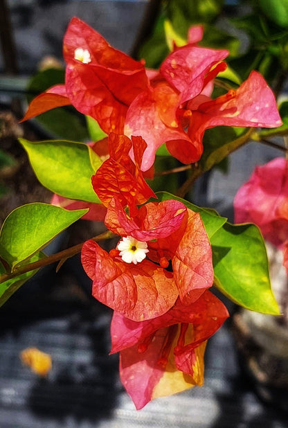 Moonlight Adarna Bougainvillea (new RARE varity)