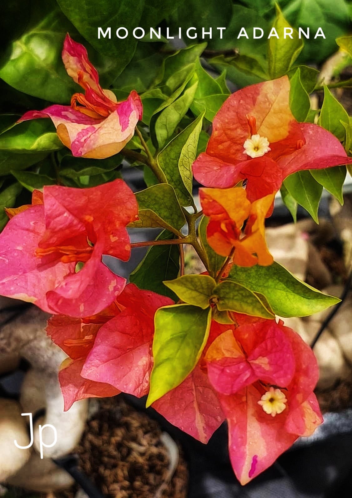 Moonlight Adarna Bougainvillea (new RARE varity)