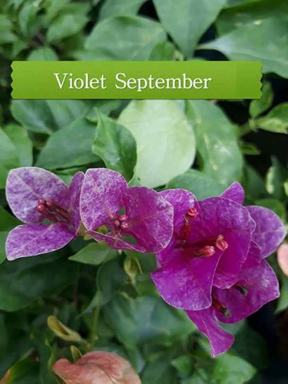 Thai Violet September Bougainvillea (Bougainvillea glabra)