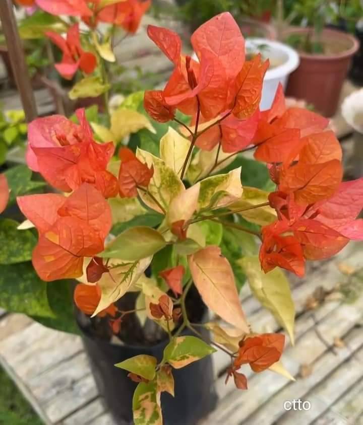 Moonlight Adarna Bougainvillea (new RARE varity)