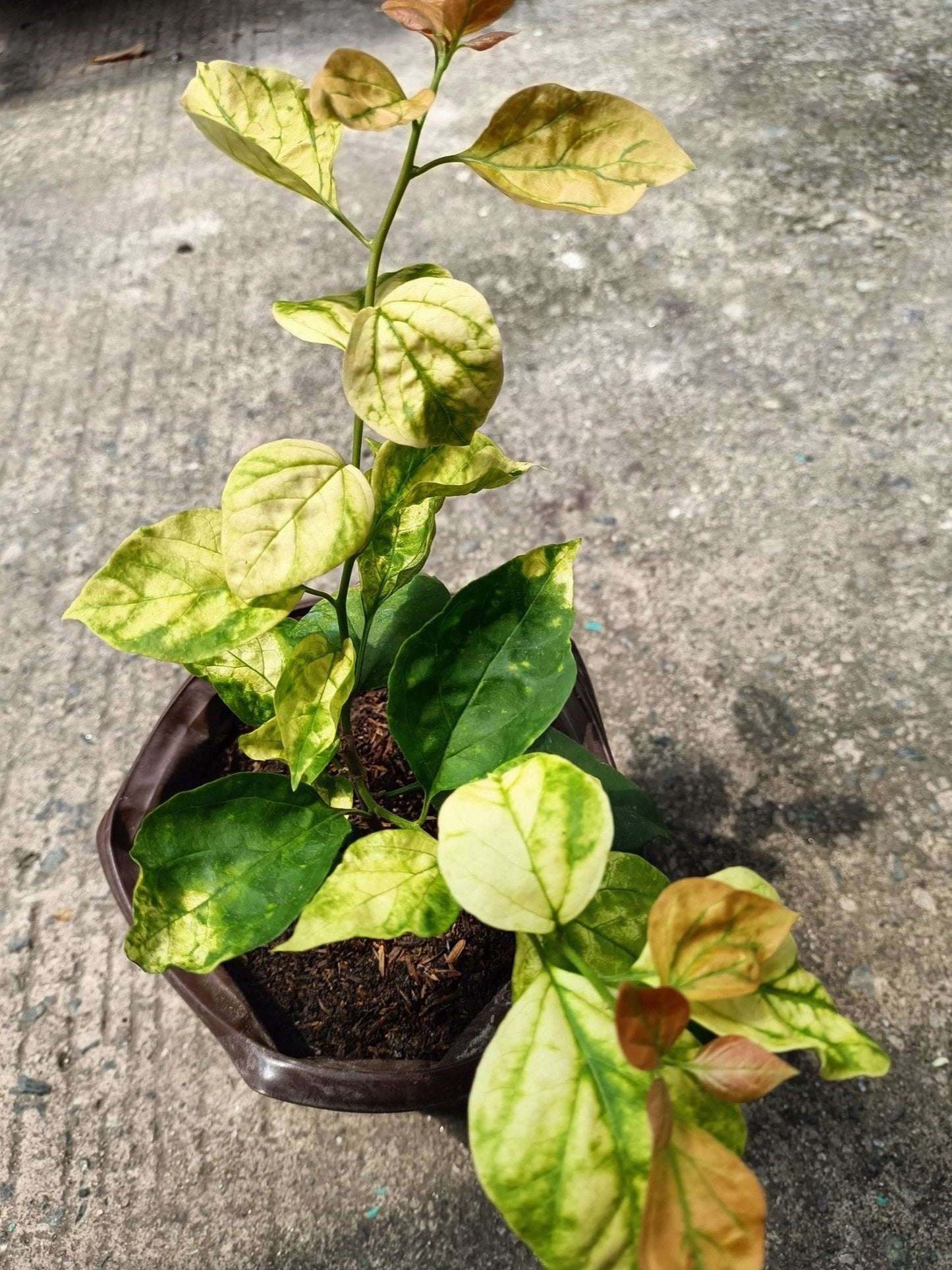 Moonlight Adarna Bougainvillea (new RARE varity)