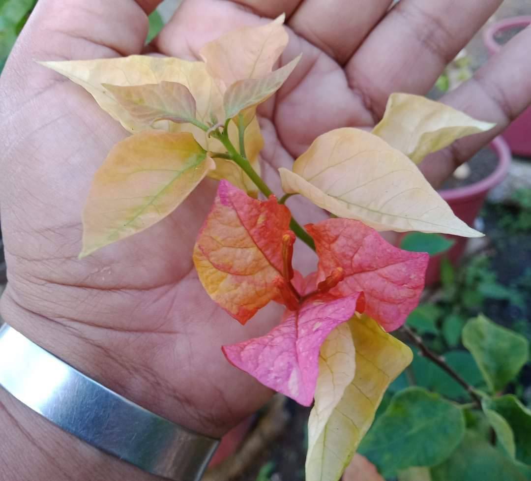 Moonlight Adarna Bougainvillea (new RARE varity)