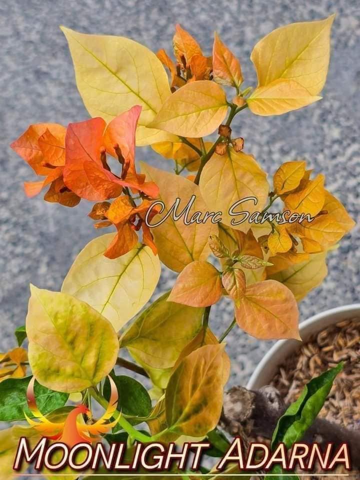 Moonlight Adarna Bougainvillea (new RARE varity)
