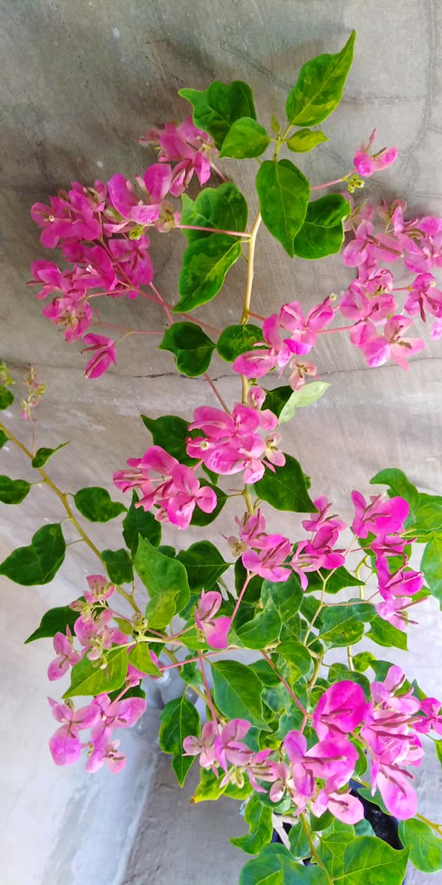 Fatima Pink Bougainvillea flower plant
