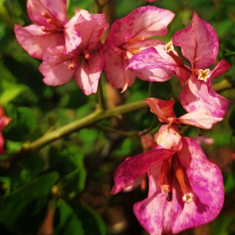 Arjuna Bougainvillea flower plant