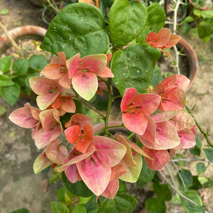 Watermelon Kiss Bougainvillea flower plant