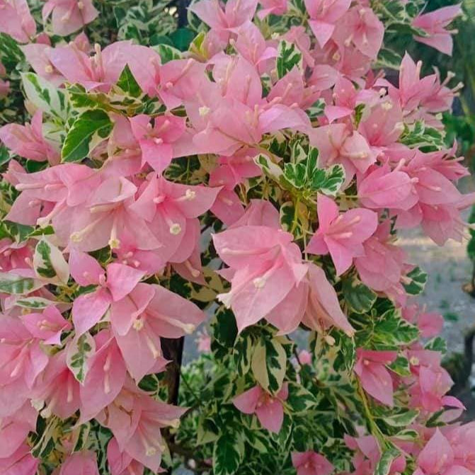 Pink Patch Bougainvillea flower plant