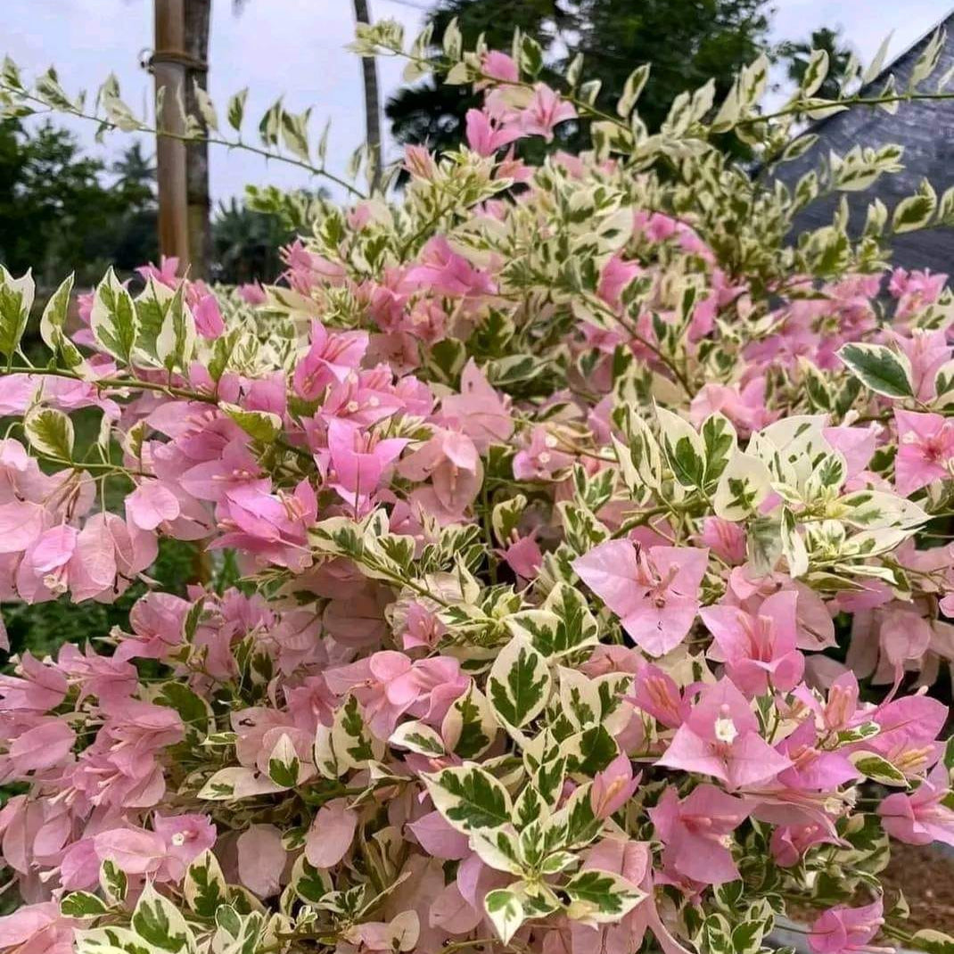 Pink Patch Bougainvillea flower plant