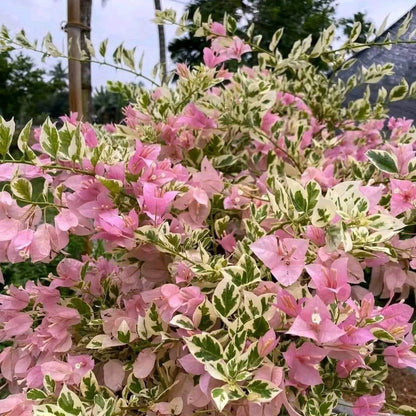 Pink Patch Bougainvillea flower plant