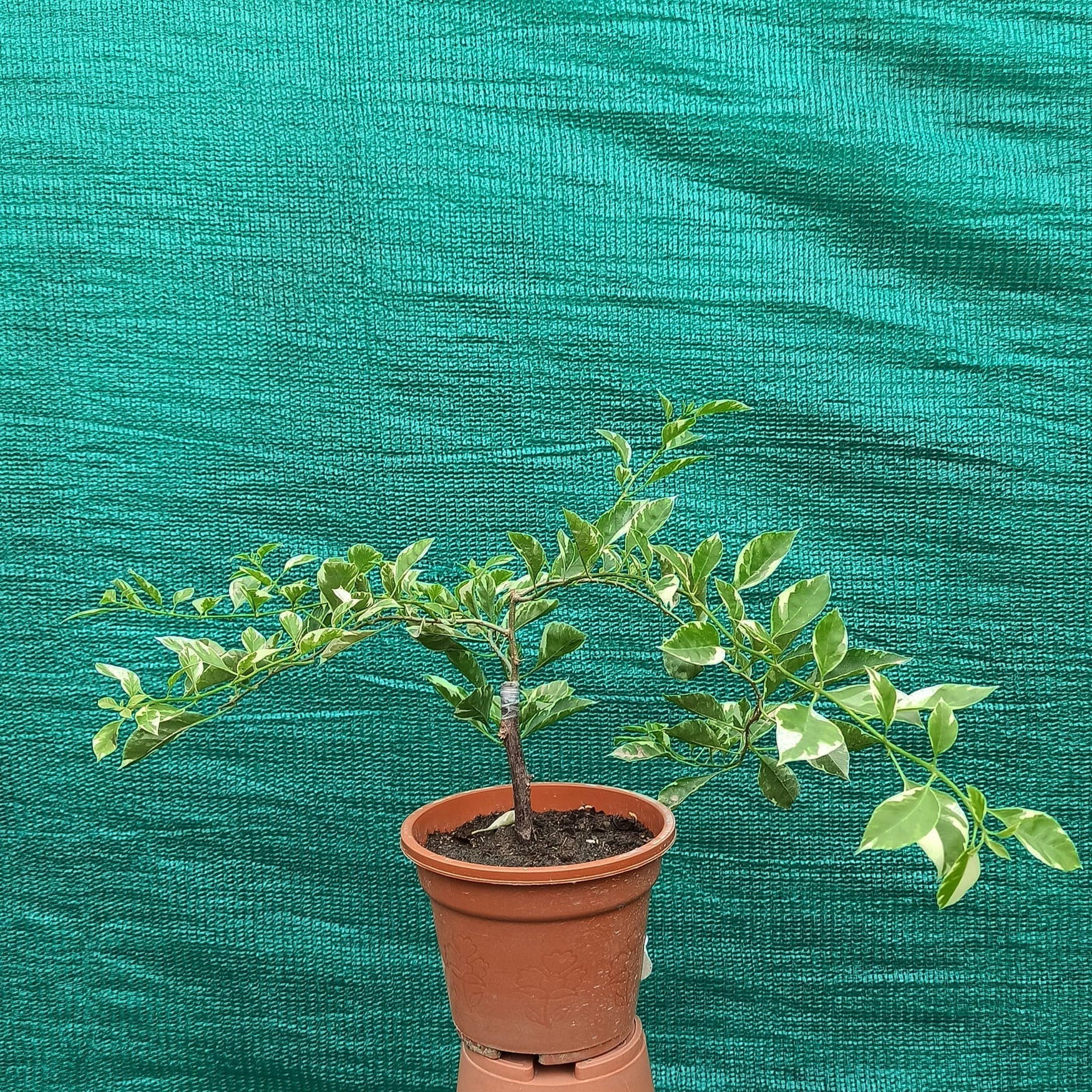 Pink Patch Bougainvillea flower plant