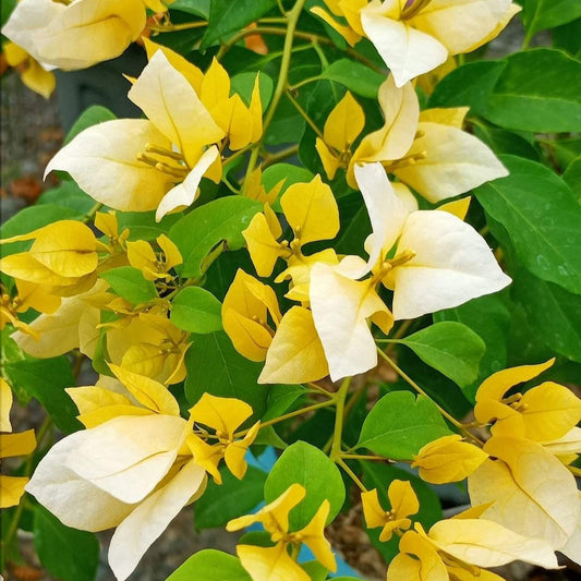 Foxtail Yellow Bougainvillea flower plant