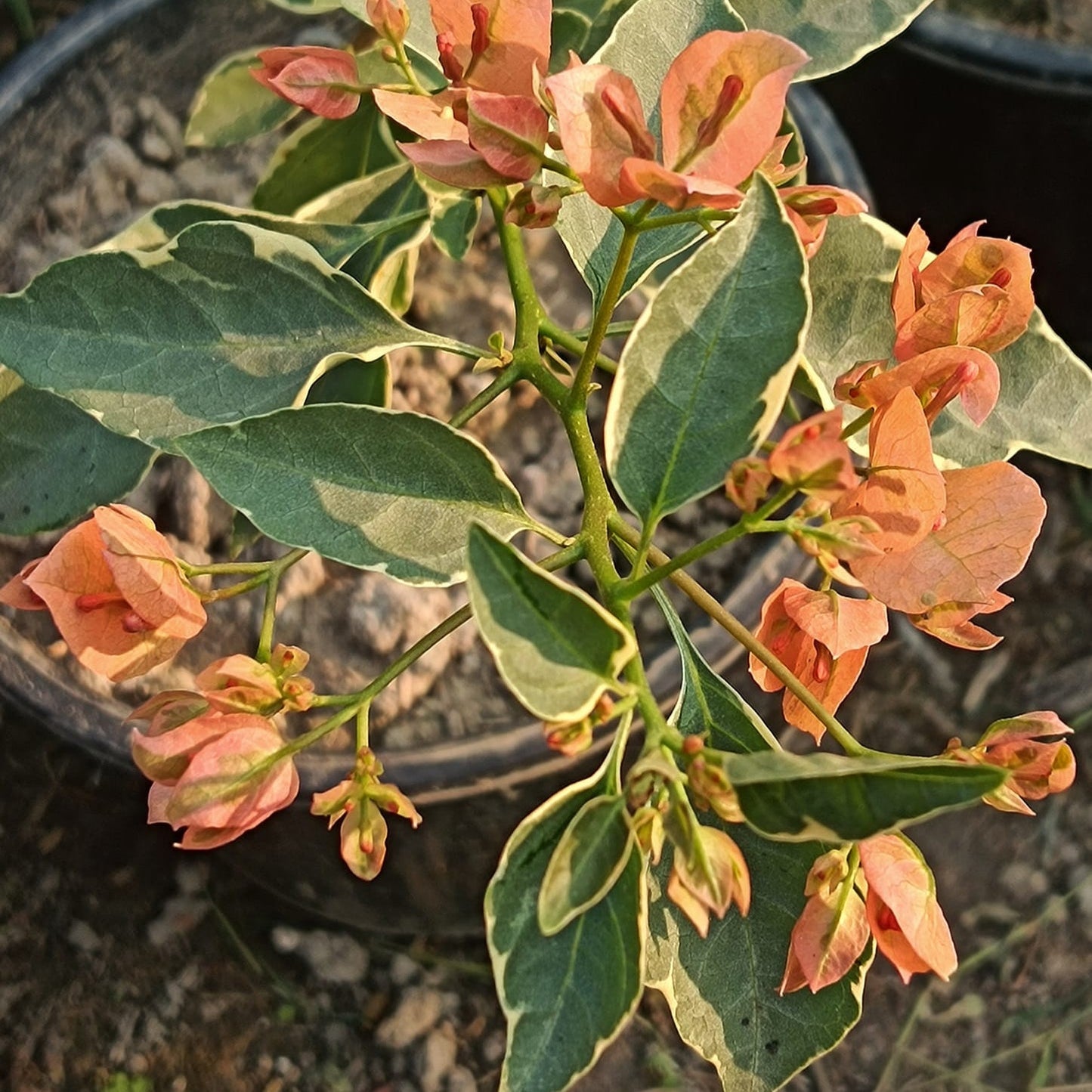 Emasperak Bougainvillea flower plant