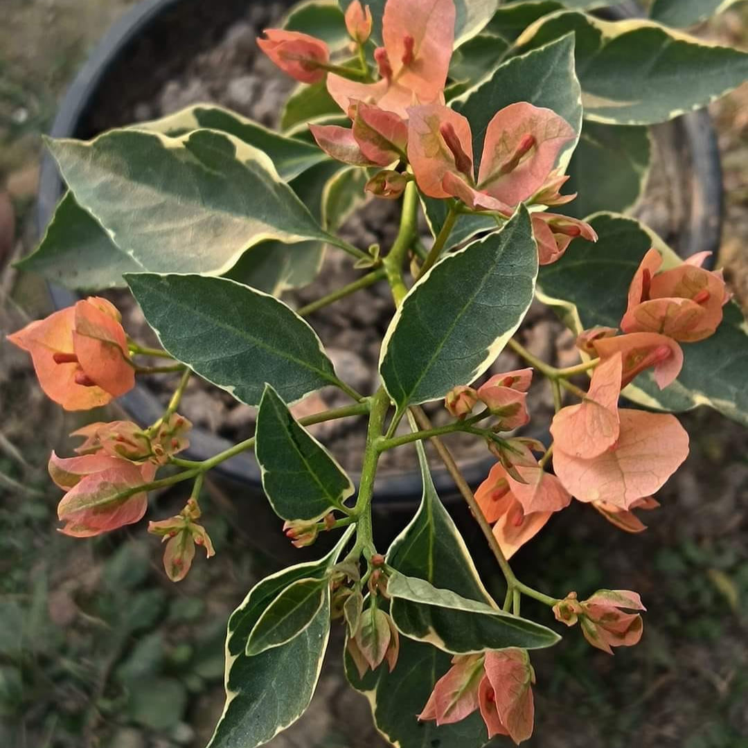 Emasperak Bougainvillea flower plant