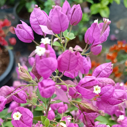 Purple Tanglong Bougainvillea flower plant