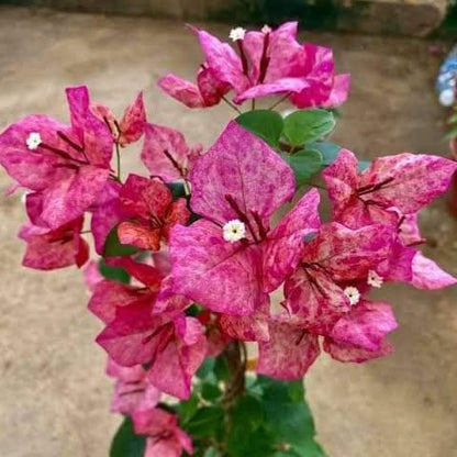 Kristina Bougainvillea flower plant