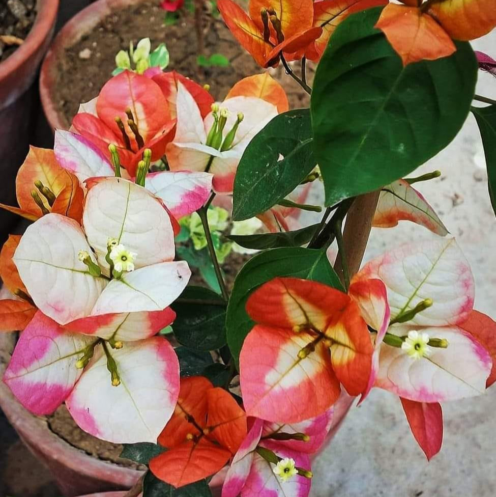 Golden Sunshine Bougainvillea flower plant