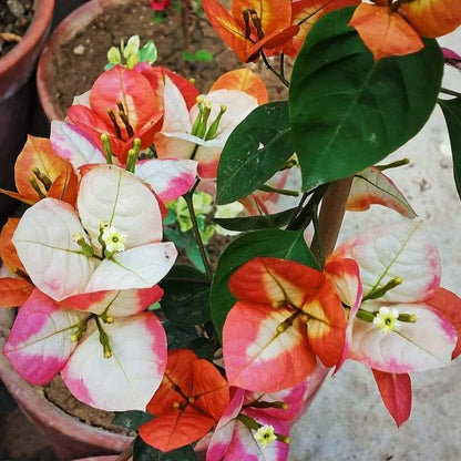 Golden Sunshine Bougainvillea flower plant