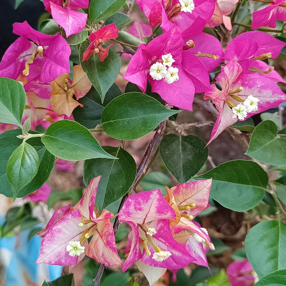 Eight Colour Bougainvillea flower plant