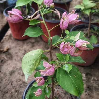 Purple Tanglong Bougainvillea flower plant