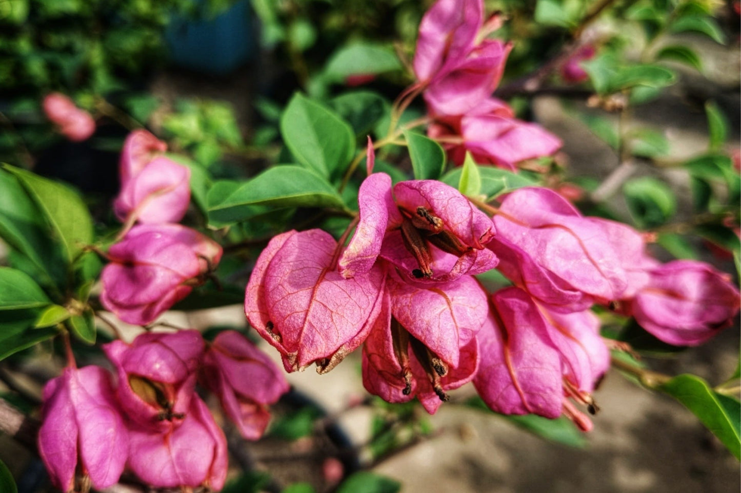 Purple Tanglong Bougainvillea flower plant