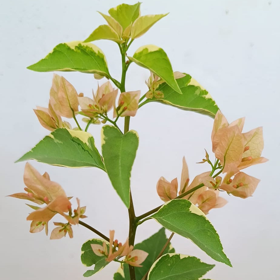 Emasperak Bougainvillea flower plant